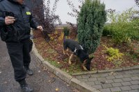 Do akcji zaangażowano przewodnika z psem z KMP w Katowicach