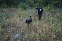 Policjanci przeczesują tereny leśne za poszukiwanym uciekinierem