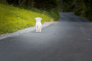 na zdjęciu widoczny jest biały mały piesek idący samotnie asfaltowa drogą