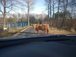 na zdjęciu widoczny jest duży byk stojący na jezdni