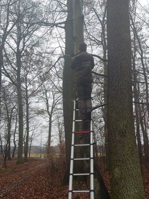 na zdjęciu widoczny jest strażnik leśny stojący na drabinie i sprawdzający foto pułapkę zamieszczona na drzewie